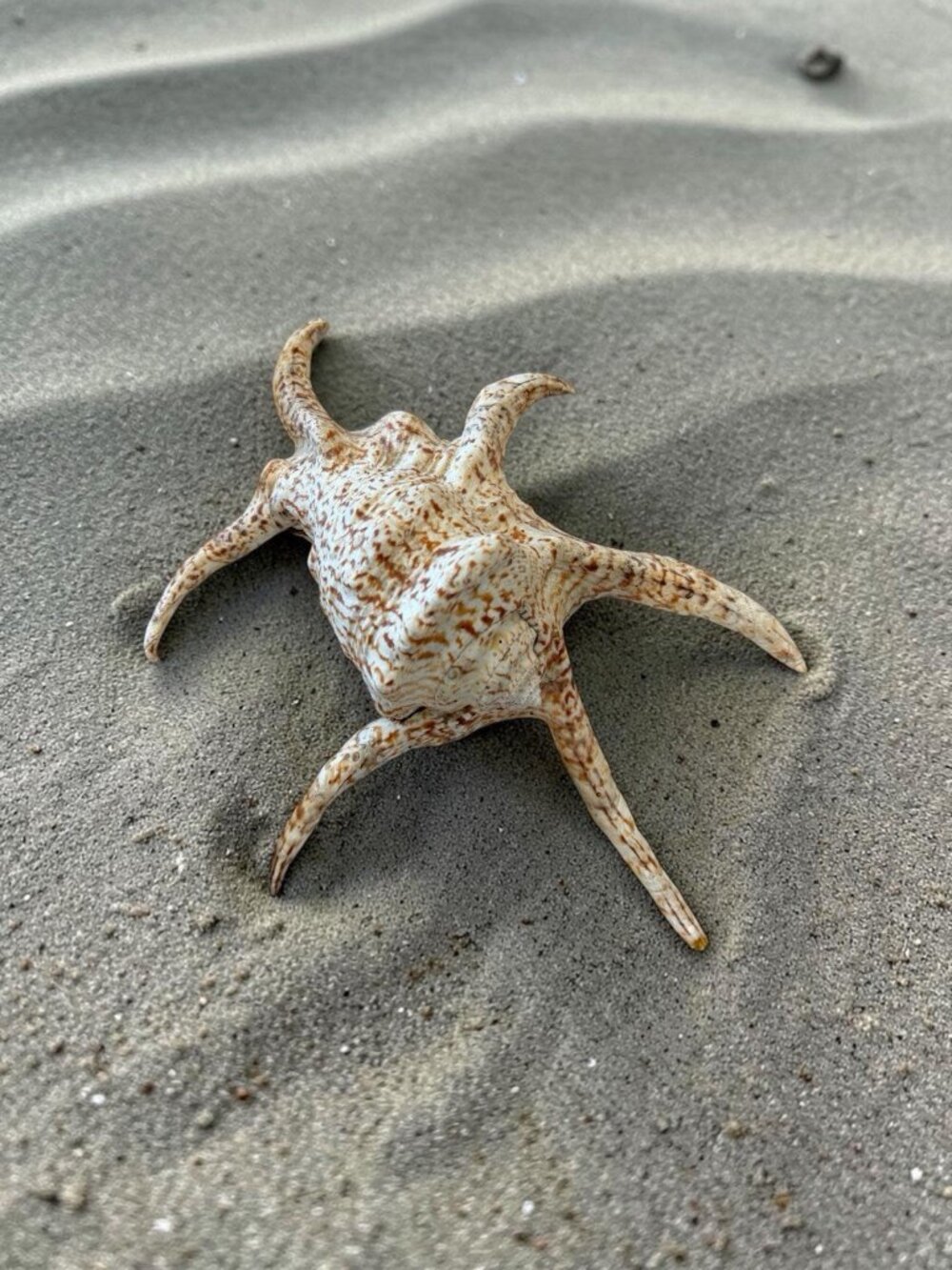 Spider Conch Harpago Chiragra Large 10” x 8” Seashell